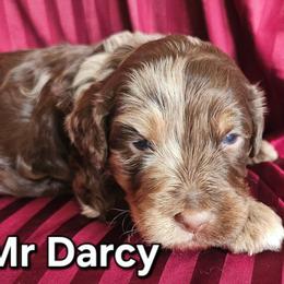 Mr Darcy- Jane Austen litter - Merle male Labradoodle puppy in Phelan, California from Family Doodles