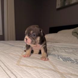 Honey - Tricolors female French Bulldog puppy in Bolingbrook, Illinois from Flores Frenchies