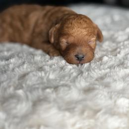 Dior - Red  male Poodle puppy in South Jordan, Utah from Wasatch Pup