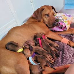 Rhodesian Ridgeback Puppies from Monarch Rhodesian Ridgebacks