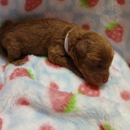 Claudette - Red  female Poodle puppy in Blanch, North Carolina from Faithful Hearts Kennel