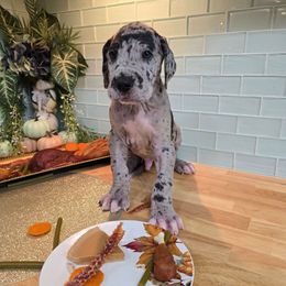 Alfred - Merle male Great Dane puppy in Gainesville, Florida from Your Cuddly Companions