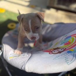 Female B - Fawn female American Pit Bull Terrier puppy in Pensacola, Florida from Alpha Alliance Kennels