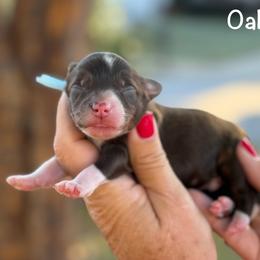 Oakley - Brown male Bernedoodle puppy in Newnan, Georgia from Wagging Tailz Pups