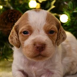 Neva - Orange roan female Brittany puppy in Hollidaysburg, Pennsylvania from Royal Flush Farms