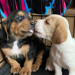 Basset Hounds from Great Lakes Basset Hounds