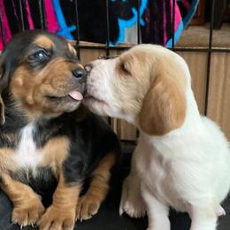 Basset Hounds from Great Lakes Basset Hounds