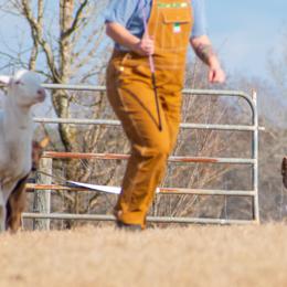 Border Collies from Amethyst Border Collies