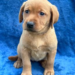 First born female - Yellow female Labrador Retriever puppy in Antwerp, Ohio from Clark’s Loyal Labradors