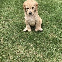 Goldendoodle Puppies from Nicole Christensen