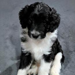 Rebel - Black and white male Aussiedoodle puppy in New Durham, New Hampshire from Ridgeview Aussiedoodles