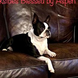 Aspen - Boston Terrier