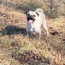 Bob - Fawn male Pug puppy in Hanover, Virginia from Pure Pugs