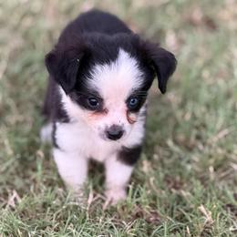 Tinkerbell - Black tri female Toy Australian Shepherd puppy in Ambrose, Georgia from Brandilyn's Aussies