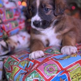 English Shepherd Puppies from Midway English Shepherds
