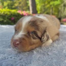 KitKat - Red merle female Australian Shepherd puppy in Summerville, South Carolina from Flowertown Aussies