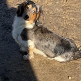Maverick - Dachshund
