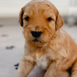 Rusty - Red  male Goldendoodle puppy in Merced, California from Old Lake Doodles