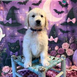 Girl 5 (Polaroid) (purple collar) - Light golden female Golden Retriever puppy in Hubbard, Ohio from Whickering Pines Golden Retrievers
