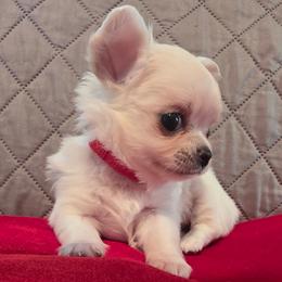 Candy - Cream female Chihuahua puppy in Jacksonville, Florida from Precious Paws of Florida - Chihuahuas