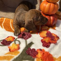 Dachshund Puppies from Ozark Dachshunds