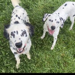 Dalmatian puppies from DAXX Dalmatians