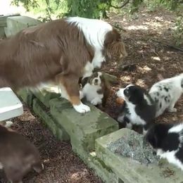 Australian Shepherds from Silver Paw Kennel