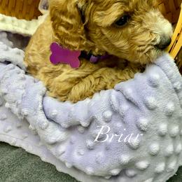 Briar - Red  female Goldendoodle puppy in Boise, Idaho from Goldendoodle Baby