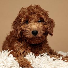 Companion Crosses and Havanese from Big Hearted Breeders