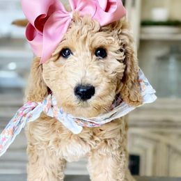 Aussiedoodles, Bernedoodles, and Goldendoodles from Farmer's Chic Doodles