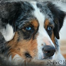 Laci - Australian Shepherd