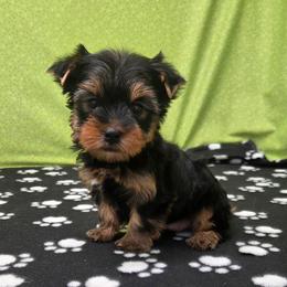 Bentley - Blue and gold male Yorkshire Terrier puppy in Monticello, Iowa from Ashley’s Puppies