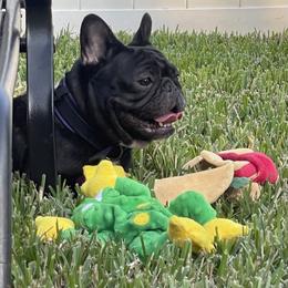 Fae - French Bulldog