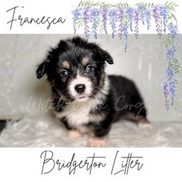 Francesca- Fluffy - Black and white female American Corgi puppy in Greenwood, Indiana from Witch Creek Corgis