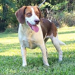 Ziggy - Beagle