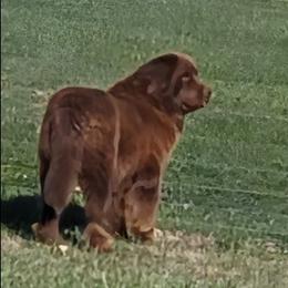 Grady - Newfoundland
