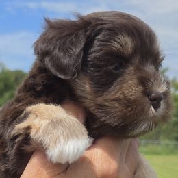 Lucy - Liver female Miniature Schnauzer puppy in Hertford, North Carolina from Little Bug Schnauzers