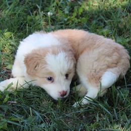Jennie Allen - Gold female Border Collie puppy in Crawfordsville, Indiana from Rescued Dreams Border Collies