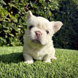 Rolex - White male French Bulldog puppy in San Diego, California from Hlop Frenchies LLC