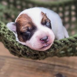(Yellow) Red Female - Red speckled female Australian Cattle Dog puppy in Burleson, Texas from Bluebonnet Heelers