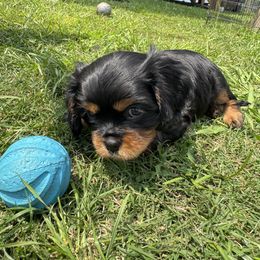 Cavalier King Charles Spaniel Puppies from Reynolds Farms Cavaliers