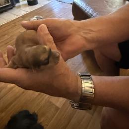Poppy - Red sable female Havanese puppy in Hudson, New York from Havanese of Claverack and Hudson Valley Labradors