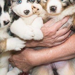 Miniature American Shepherds from Dynasty Minis - Georgia