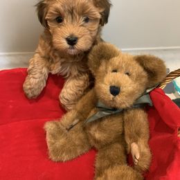 Havanese Puppies from Heartfelt Havanese