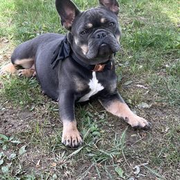 Isabella - French Bulldog