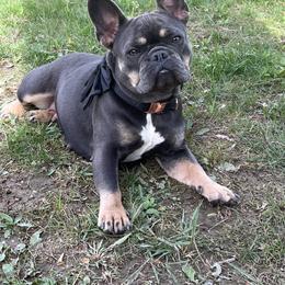 Isabella - French Bulldog