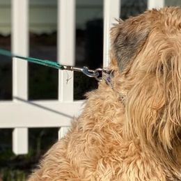 Soft Coated Wheaten Terriers from Felicias Swheaties