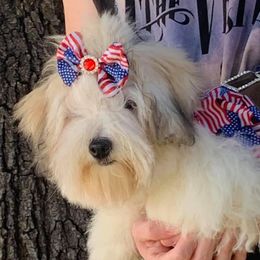 Juliet - Coton de Tulear