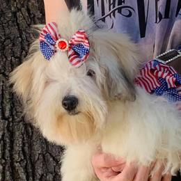 Juliet - Coton de Tulear