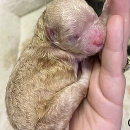 Honey - Maltipoo puppy in Salinas, California from Sugar's Maltipoo's and Frenchies